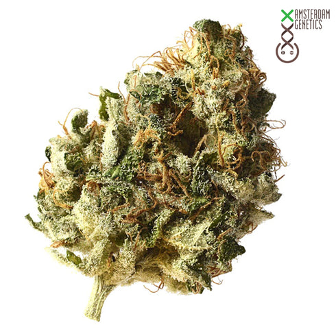 Amsterdam Genetics - Kosher Choco Kush